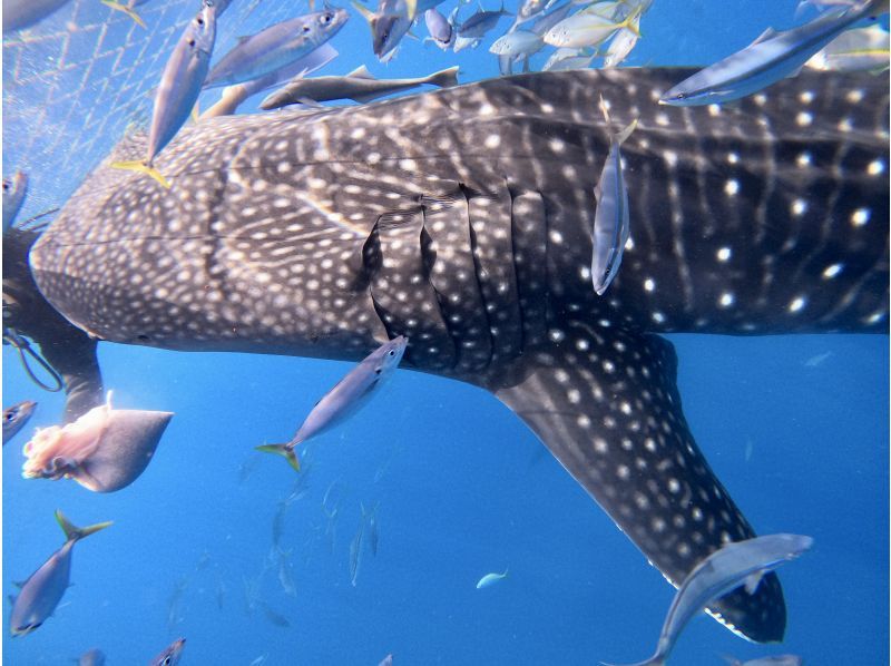 【沖縄・読谷村】《送迎可能》ジンベイザメ（ジンベエザメ)と会う＆青の洞窟を冒険する10歳からOKの体験ダイビング！※送迎範囲ありの紹介画像