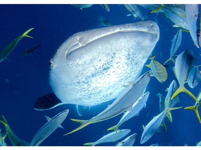 【沖縄・読谷村】《送迎可能》ジンベイザメ（ジンベエザメ)と会う＆青の洞窟を冒険する10歳からOKの体験ダイビング！※送迎範囲ありの紹介画像