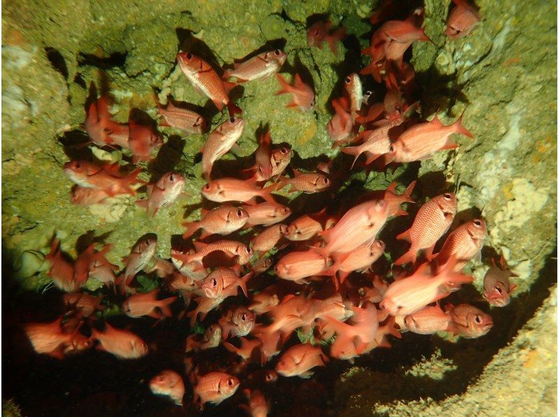 【沖縄・読谷村】《送迎可能》ジンベイザメ（ジンベエザメ)と会う＆青の洞窟を冒険する10歳からOKの体験ダイビング！※送迎範囲ありの紹介画像