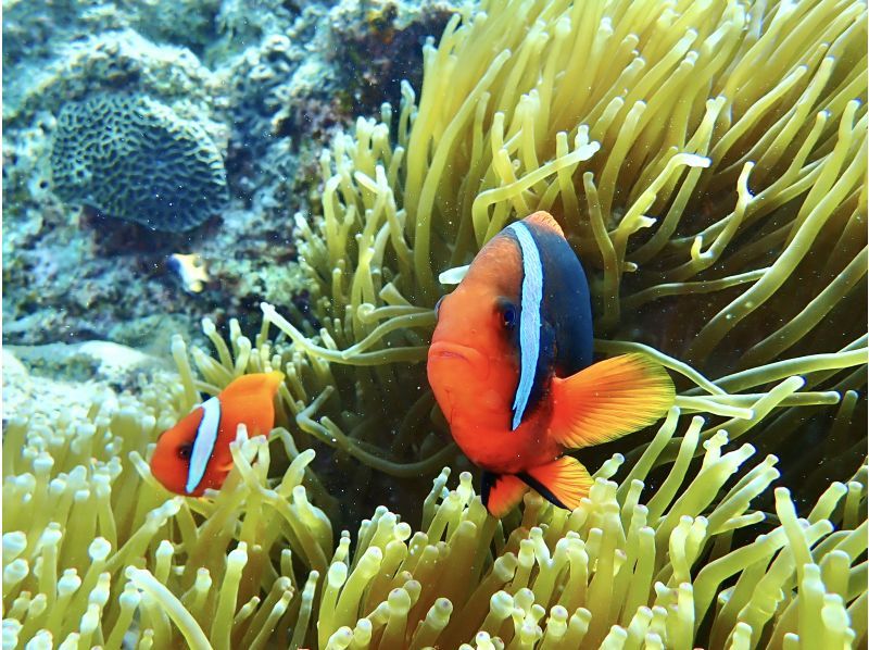 【沖縄・読谷村】《送迎可能》ジンベイザメ（ジンベエザメ)と会う＆青の洞窟を冒険する10歳からOKの体験ダイビング！※送迎範囲ありの紹介画像