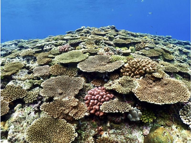 真栄田岬周辺(青の洞窟)2ボートファンダイビング【沖縄・恩納村】《送迎 可能》※送迎範囲あり★GoPro撮影データ無料プレゼントの紹介画像