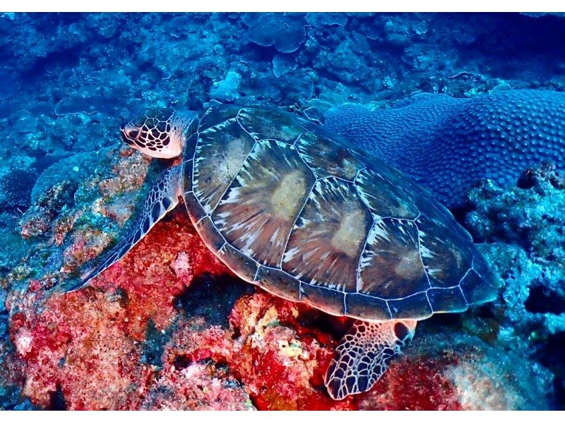 真栄田岬周辺(青の洞窟)2ボートファンダイビング【沖縄・恩納村】《送迎 可能》※送迎範囲あり★GoPro撮影データ無料プレゼントの紹介画像