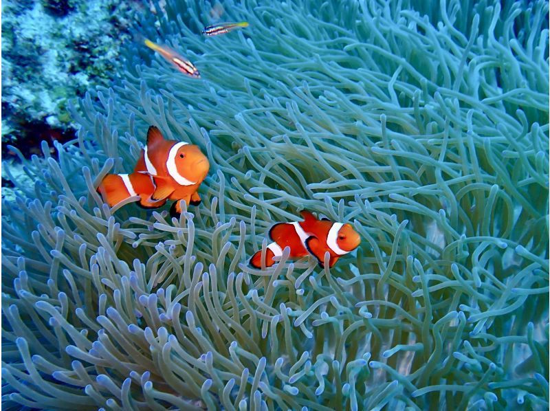 真栄田岬周辺(青の洞窟)2ボートファンダイビング【沖縄・恩納村】《送迎 可能》※送迎範囲あり★GoPro撮影データ無料プレゼントの紹介画像