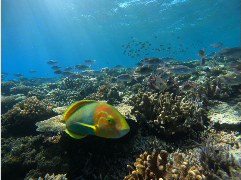 【沖縄・水納島/瀬底島】《送迎 可能》2ボート ファンダイビング※送迎範囲ありの紹介画像