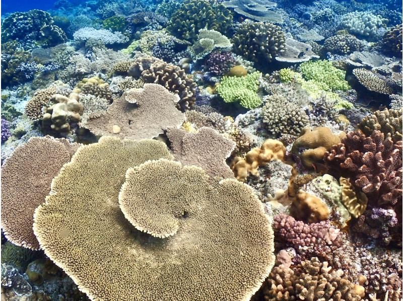 【沖縄・水納島/瀬底島】《送迎 可能》2ボート ファンダイビング※送迎範囲ありの紹介画像