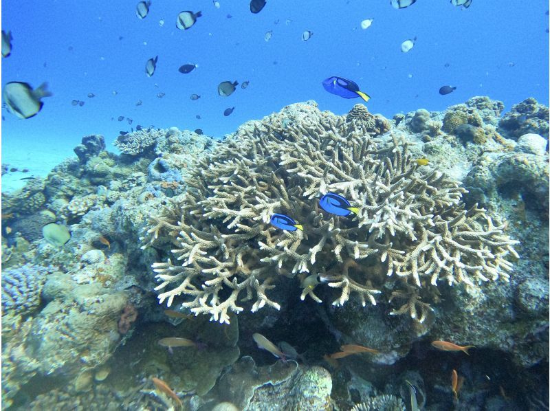 【沖縄・水納島/瀬底島】《送迎 可能》2ボート ファンダイビング※送迎範囲ありの紹介画像