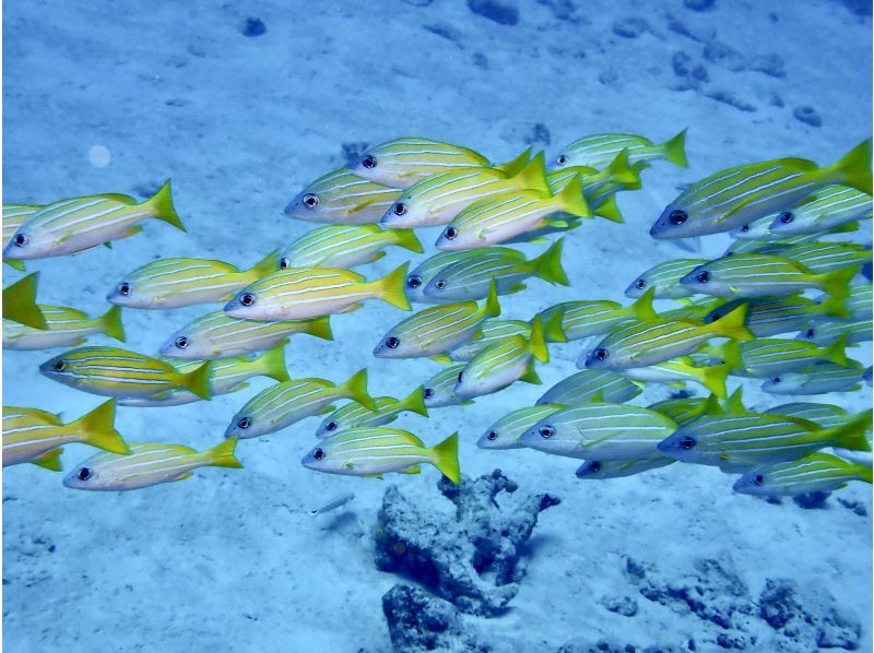 【沖縄・水納島/瀬底島】《送迎 可能》2ボート ファンダイビング※送迎範囲ありの紹介画像