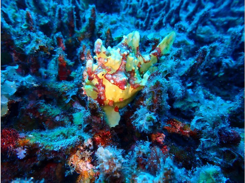 【沖縄・水納島/瀬底島】《送迎 可能》2ボート ファンダイビング※送迎範囲ありの紹介画像