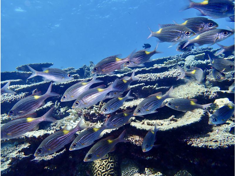 【沖縄・水納島/瀬底島】《送迎 可能》2ボート ファンダイビング※送迎範囲ありの紹介画像