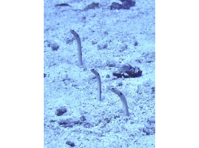 【沖縄・水納島/瀬底島】《送迎 可能》2ボート ファンダイビング※送迎範囲ありの紹介画像