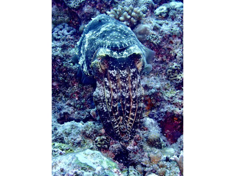 万座2ボートファンダイビング【沖縄・恩納村】《送迎 可能》※送迎範囲あり★GoPro撮影データ無料プレゼントの紹介画像