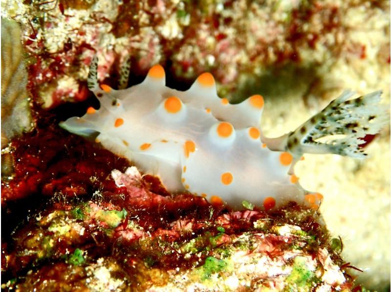 万座2ボートファンダイビング【沖縄・恩納村】《送迎 可能》※送迎範囲あり★GoPro撮影データ無料プレゼントの紹介画像