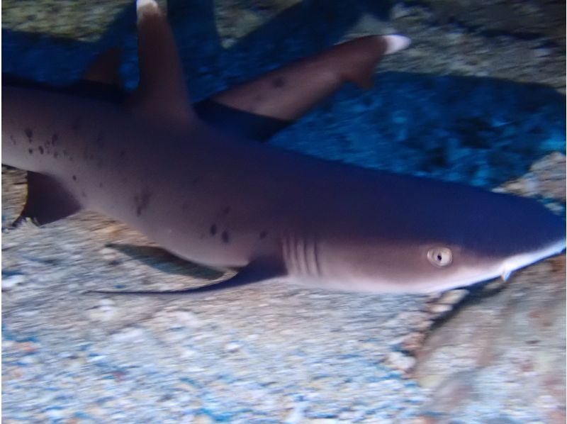 万座2ボートファンダイビング【沖縄・恩納村】《送迎 可能》※送迎範囲あり★GoPro撮影データ無料プレゼントの紹介画像