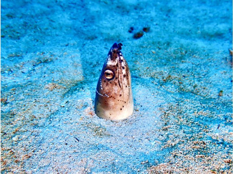 万座2ボートファンダイビング【沖縄・恩納村】《送迎 可能》※送迎範囲あり★GoPro撮影データ無料プレゼントの紹介画像