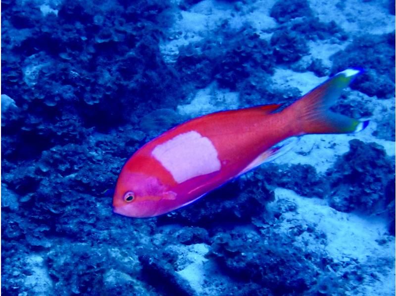 万座2ボートファンダイビング【沖縄・恩納村】《送迎 可能》※送迎範囲あり★GoPro撮影データ無料プレゼントの紹介画像