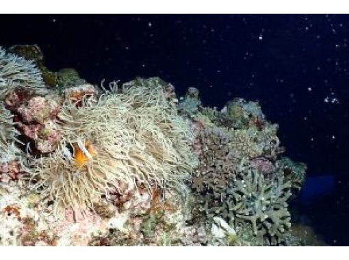 【沖縄 恩納村】《送迎 可能》サンセット&ナイトダイビング※送迎範囲あり 【沖縄 恩納村】《送迎 可能》サンセット&ナイトダイビング※送迎範囲あり