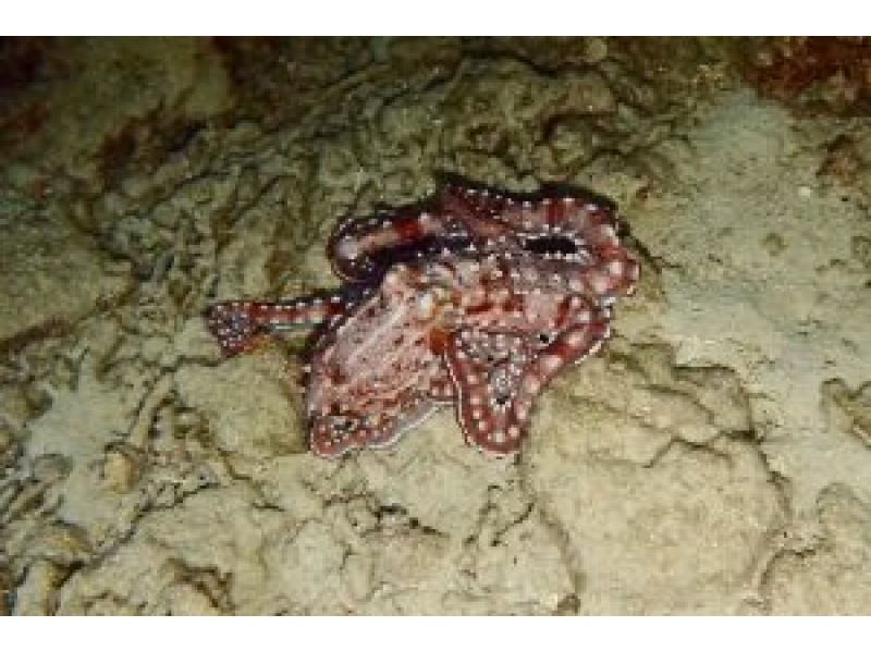 サンセット&ナイトダイビング【沖縄 恩納村】《送迎 可能》※送迎範囲あり★GoPro撮影データ無料プレゼントの紹介画像