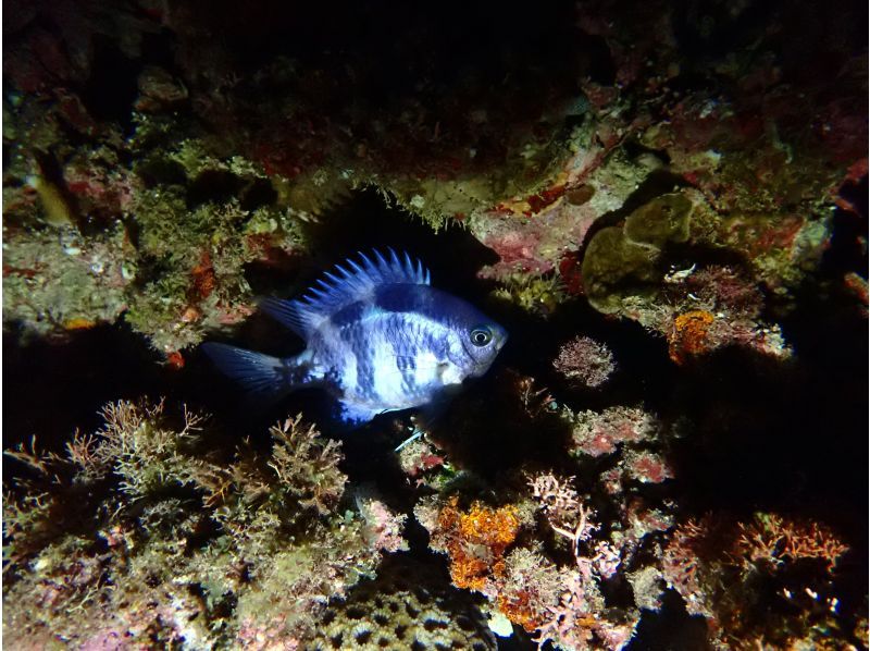 サンセット&ナイトダイビング【沖縄 恩納村】《送迎 可能》※送迎範囲あり★GoPro撮影データ無料プレゼントの紹介画像