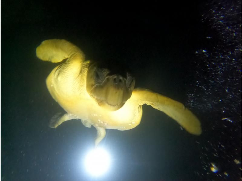 サンセット&ナイトダイビング【沖縄 恩納村】《送迎 可能》※送迎範囲あり★GoPro撮影データ無料プレゼントの紹介画像