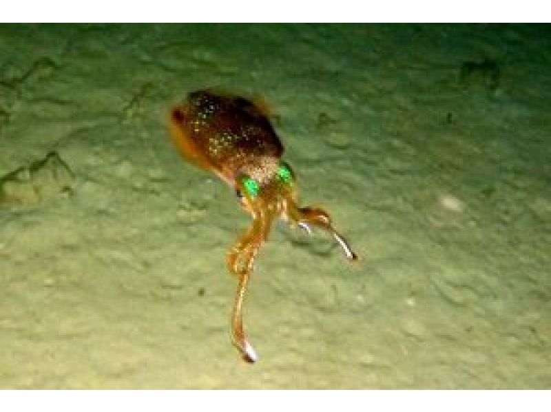 サンセット&ナイトダイビング【沖縄 恩納村】《送迎 可能》※送迎範囲あり★GoPro撮影データ無料プレゼントの紹介画像