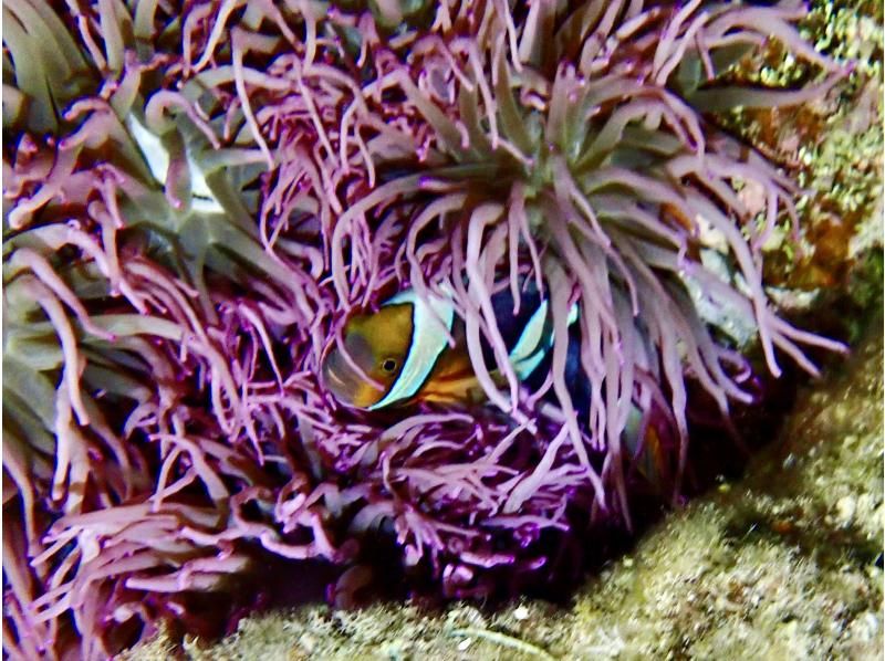 サンセット&ナイトダイビング【沖縄 恩納村】《送迎 可能》※送迎範囲あり★GoPro撮影データ無料プレゼントの紹介画像