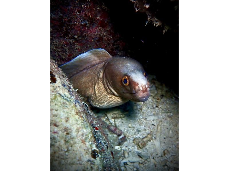 サンセット&ナイトダイビング【沖縄 恩納村】《送迎 可能》※送迎範囲あり★GoPro撮影データ無料プレゼントの紹介画像