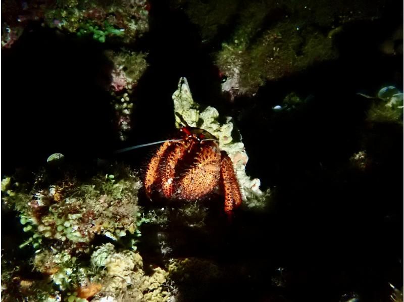 サンセット&ナイトダイビング【沖縄 恩納村】《送迎 可能》※送迎範囲あり★GoPro撮影データ無料プレゼントの紹介画像