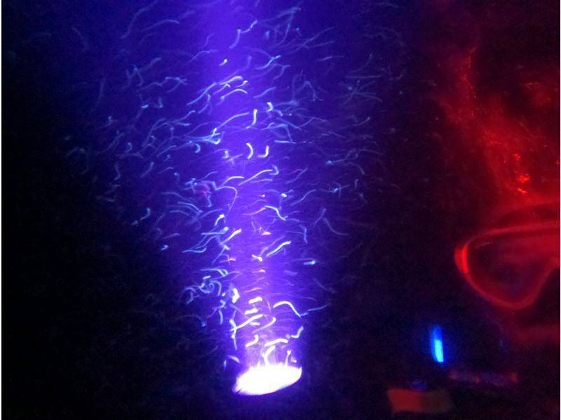 サンセット&ナイトダイビング【沖縄 恩納村】《送迎 可能》※送迎範囲あり★GoPro撮影データ無料プレゼントの紹介画像