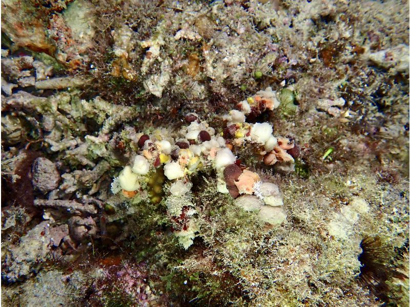 サンセット&ナイトダイビング【沖縄 恩納村】《送迎 可能》※送迎範囲あり★GoPro撮影データ無料プレゼントの紹介画像