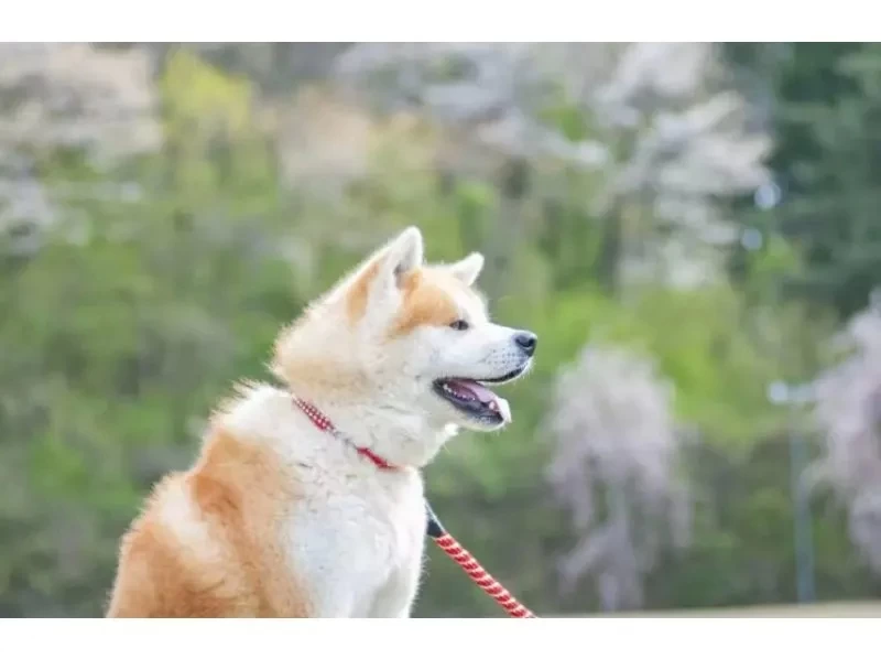 【秋田県・三種町】可愛い秋田犬と一緒に散歩！ 秋田犬と散歩&健康ウオーキング！