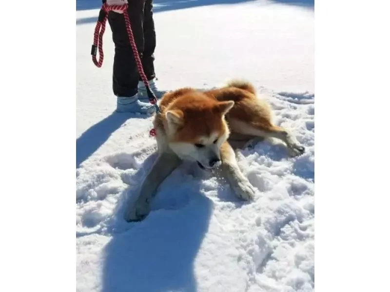 【秋田県・三種町】可愛い秋田犬と一緒に散歩！ 秋田犬と散歩&健康ウオーキング！