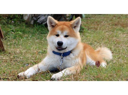 秋田県 三種町 可愛い秋田犬と一緒に散歩 秋田犬と散歩 健康ウオーキング アクティビティジャパン