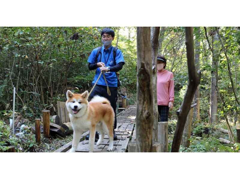 【秋田県・三種町】可愛い秋田犬と一緒に散歩！ 秋田犬と散歩&健康ウオーキング！の紹介画像