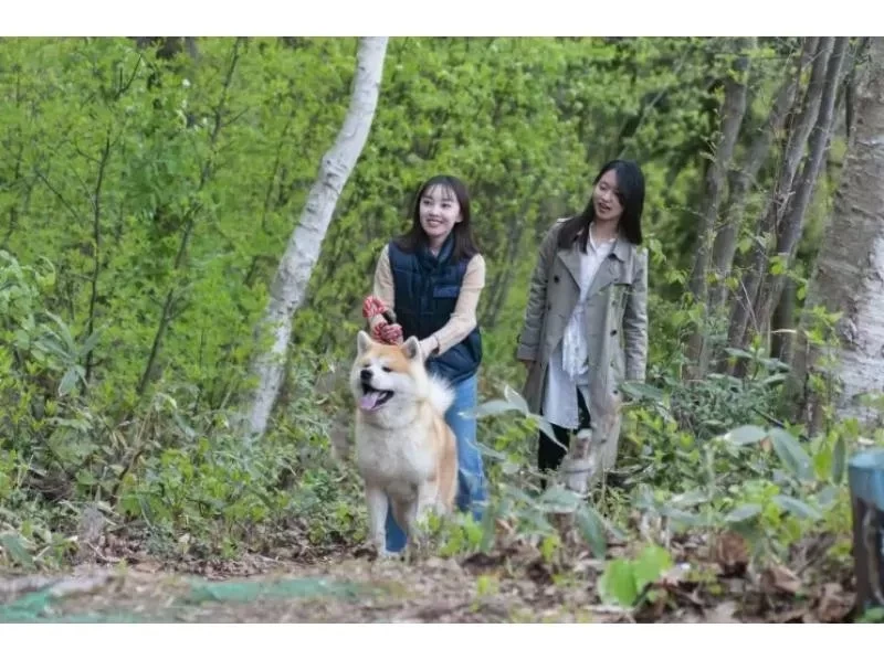 【秋田県・三種町】可愛い秋田犬と一緒に散歩！ 秋田犬と散歩&健康ウオーキング！の紹介画像