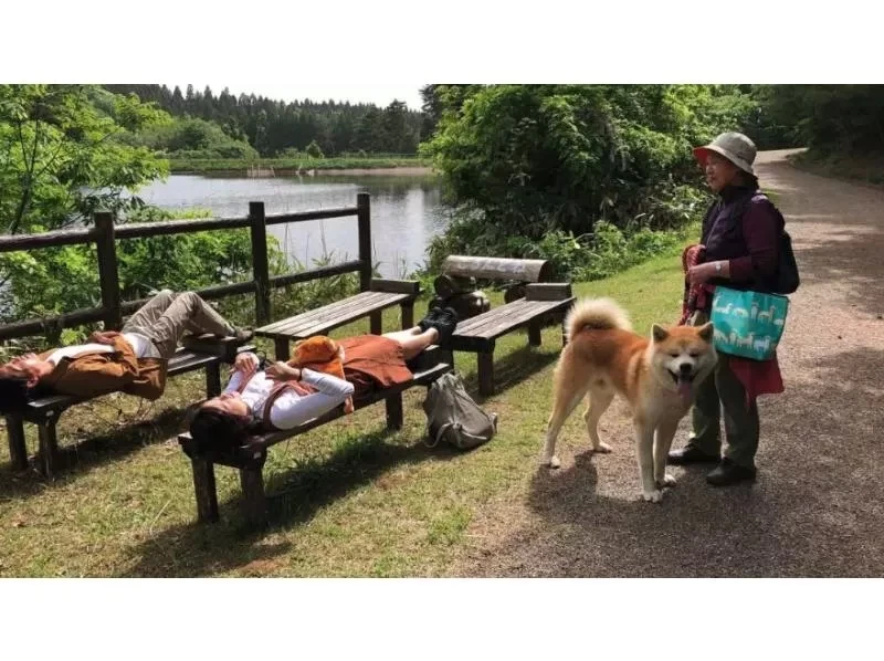 【秋田県・三種町】可愛い秋田犬と一緒に散歩！ 秋田犬と散歩&健康ウオーキング！の紹介画像