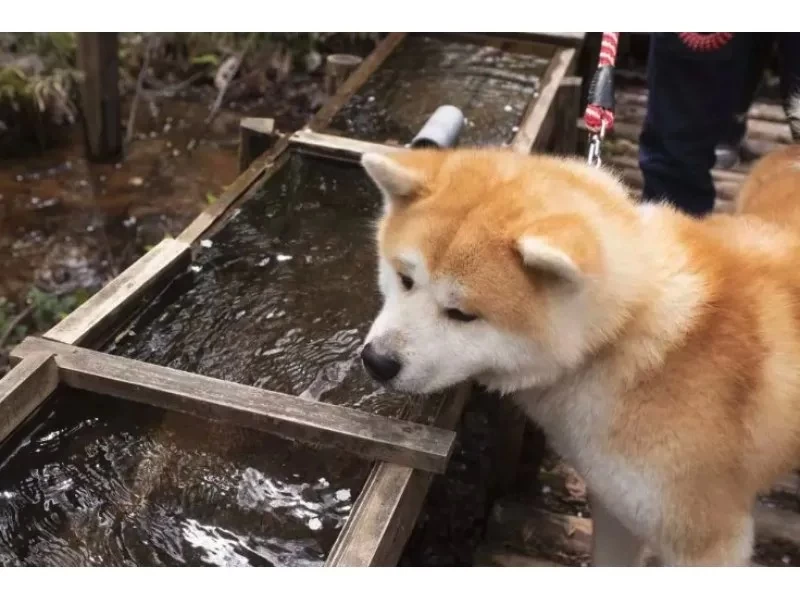 【秋田県・三種町】可愛い秋田犬と一緒に散歩！ 秋田犬と散歩&健康ウオーキング！の紹介画像