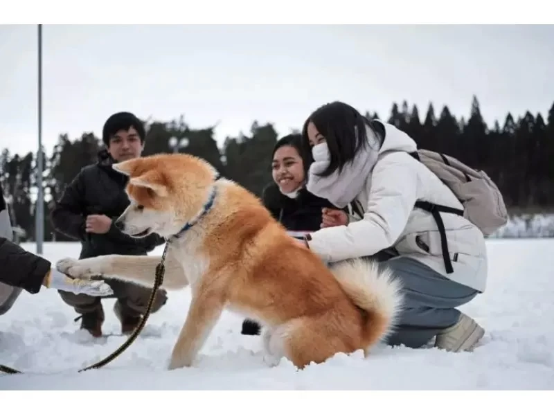 【秋田県・三種町】可愛い秋田犬と一緒に散歩！ 秋田犬と散歩&健康ウオーキング！の紹介画像