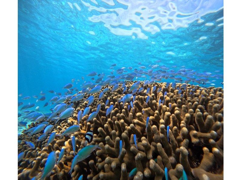 ★沖縄・宮古島・ウミガメやカラフルなお魚が沢山な大人気わいわいビーチシュノーケリング★写真データ無料★女性・カップル・家族におすすめ！の紹介画像