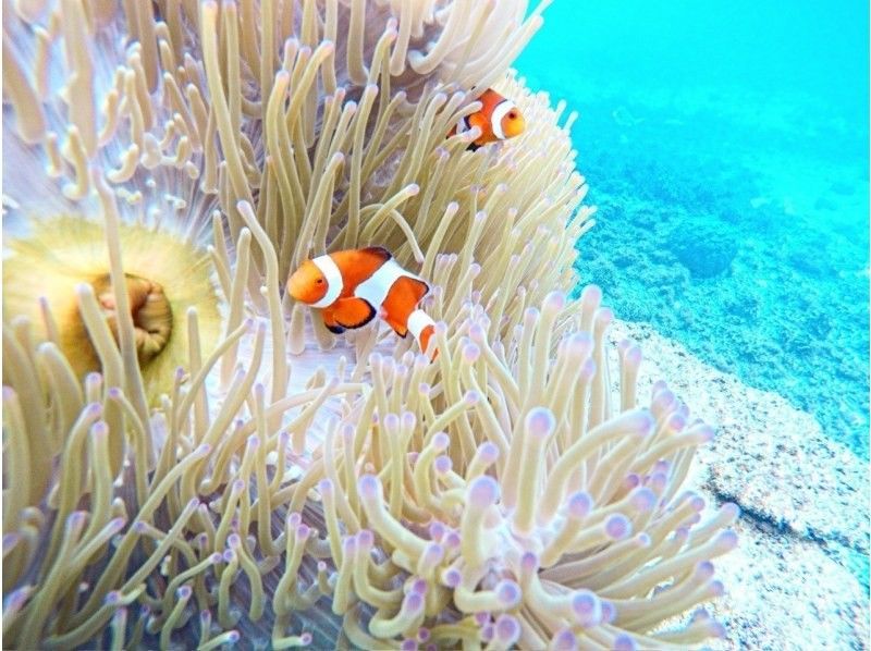 ★沖縄・宮古島・ウミガメやカラフルなお魚が沢山な大人気わいわいビーチシュノーケリング★写真データ無料★女性・カップル・家族におすすめ！の紹介画像