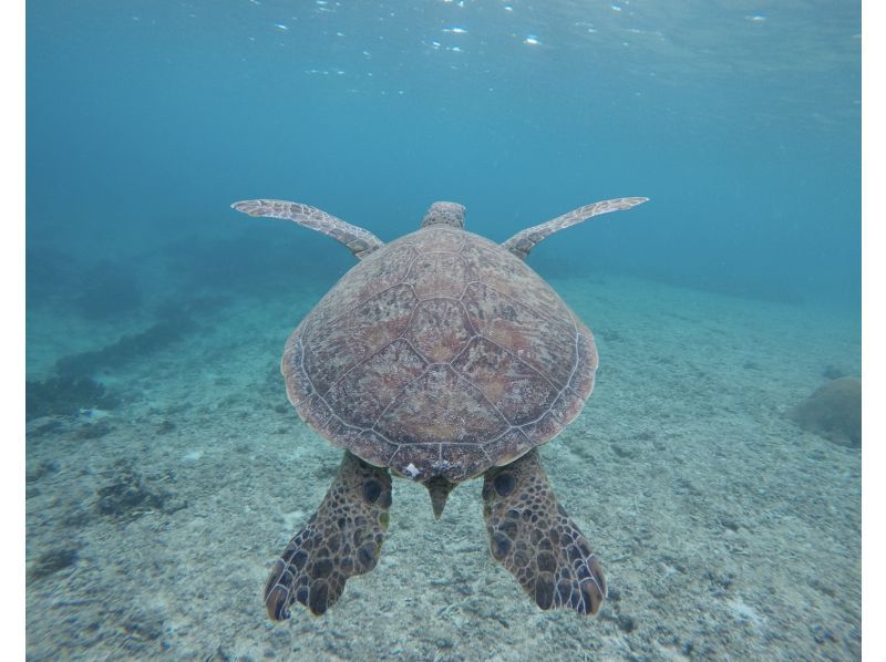 ★沖縄・宮古島・ウミガメやカラフルなお魚が沢山な大人気わいわいビーチシュノーケリング★写真データ無料★女性・カップル・家族におすすめ！の紹介画像