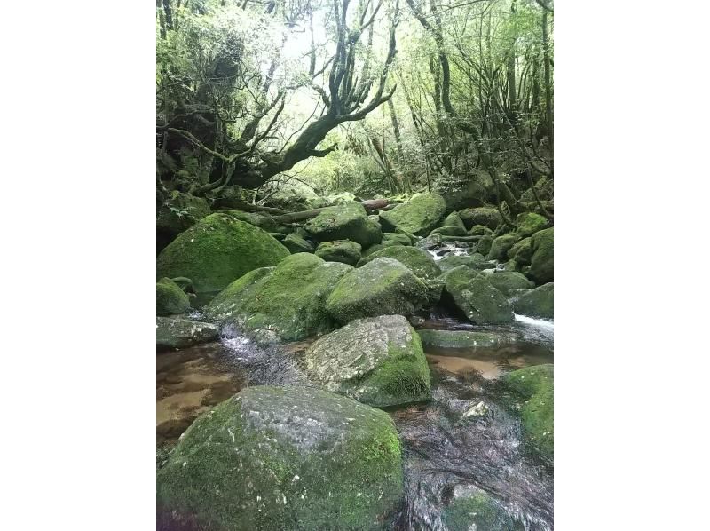 【北海道・札幌発】神秘の渓谷「苔の回廊」へ行こう！！うれしいランチ付き♪の紹介画像