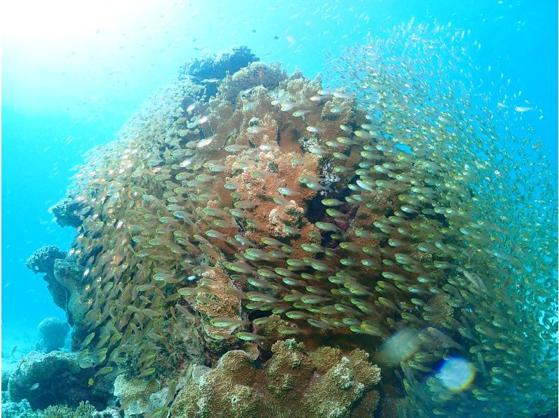 【沖縄・石垣島】2,5h 体験ダイビングでカラフルなお魚を見に行こう！　の紹介画像