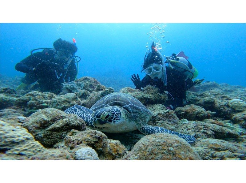 [Okinawa Ishigaki island] 2,5h casual experience Divingの紹介画像