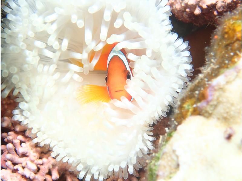 【沖縄・石垣島】2,5h 体験ダイビングでカラフルなお魚を見に行こう！　の紹介画像