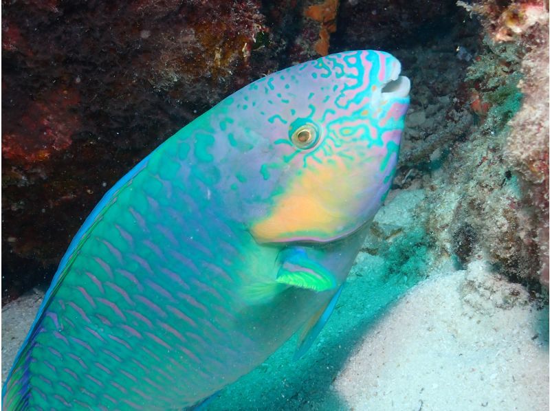 【沖縄・石垣島】2,5h 体験ダイビングでカラフルなお魚を見に行こう！　の紹介画像