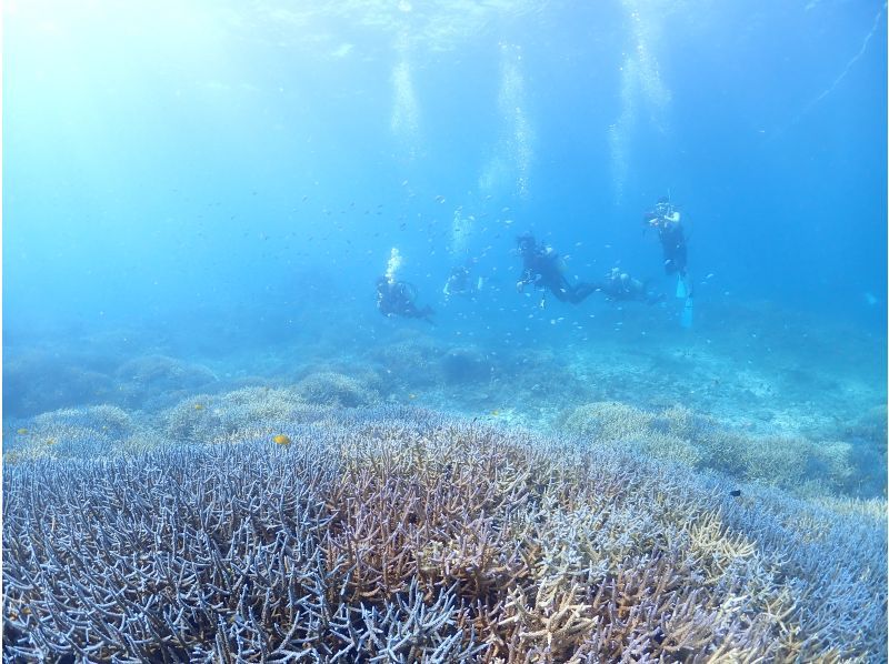 【沖縄・石垣島】2,5h 体験ダイビングでカラフルなお魚を見に行こう！　の紹介画像