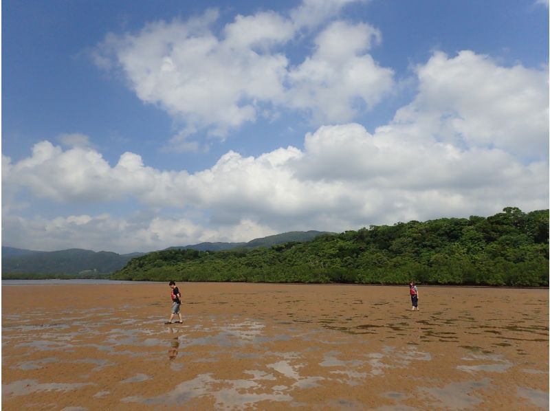 【沖縄・西表島】生き物の宝庫 マングローブカヤック＆渓流トレッキングデイツアーの紹介画像