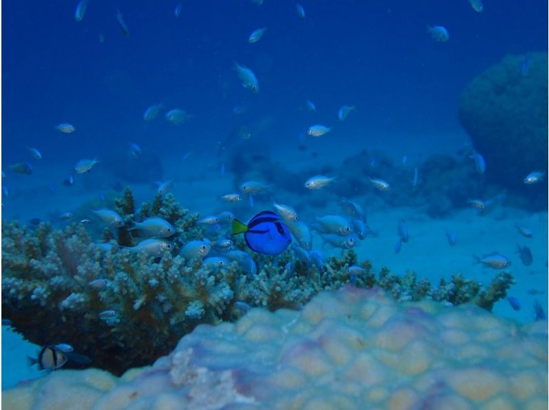 【沖縄】慶良間諸島スキンダイビング日帰り一日プランの紹介画像