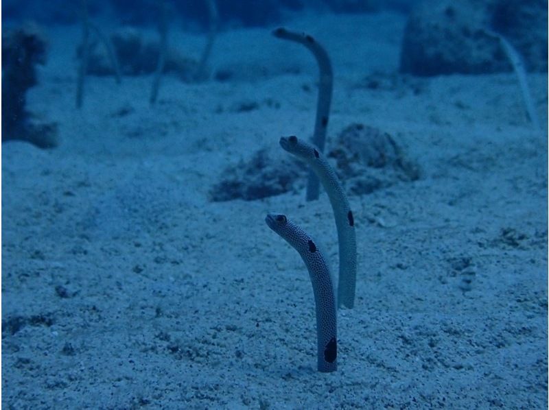 【沖縄】慶良間諸島スキンダイビング日帰り一日プランの紹介画像