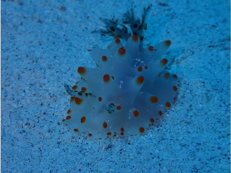 【沖縄】慶良間諸島スキンダイビング日帰り一日プランの紹介画像